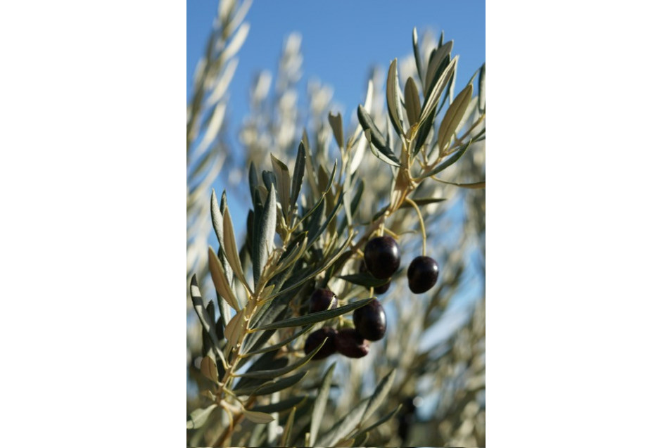 L'olive Noire, star de la cuisine Provençale: La Tapenade provençale